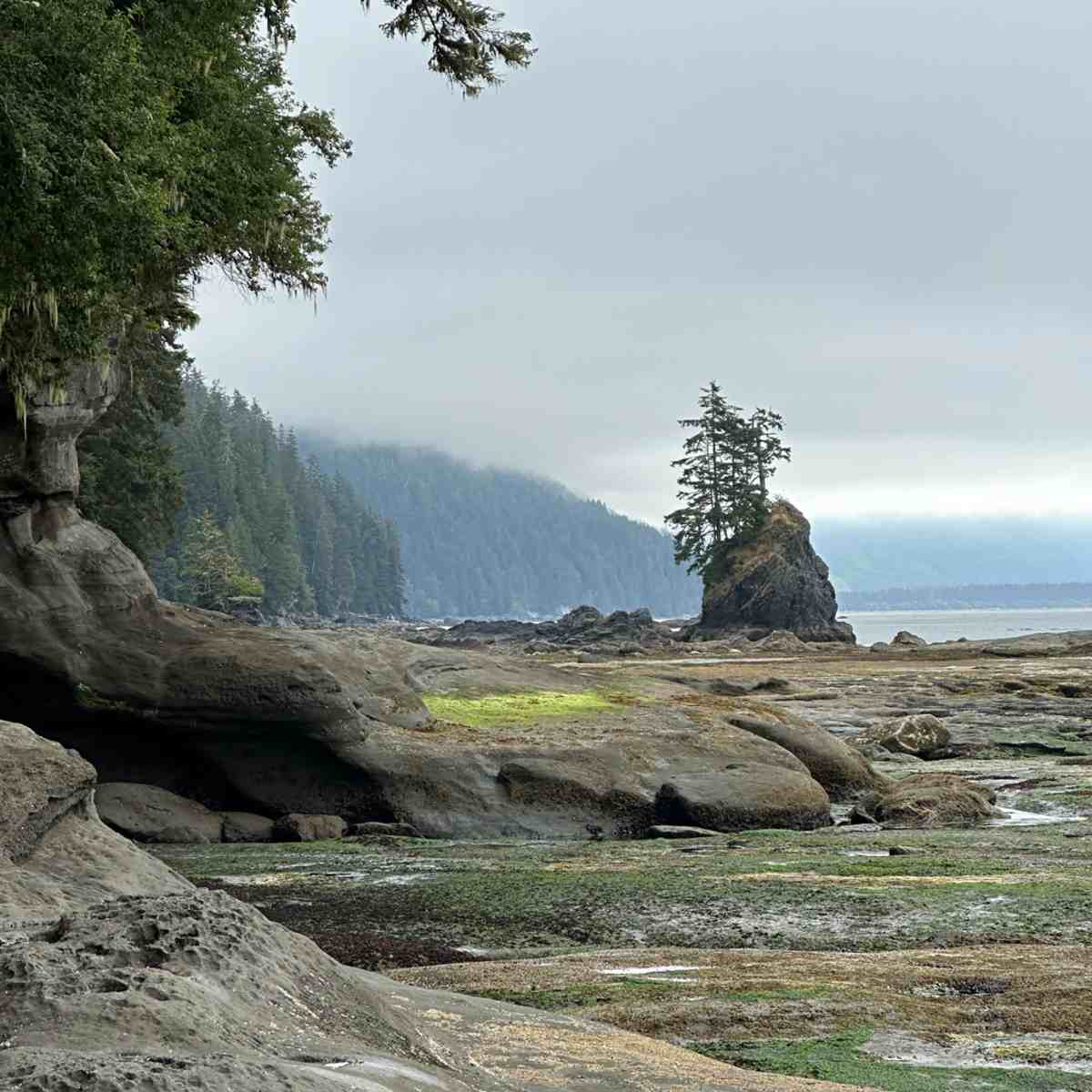 A misty coastal landscape at low tide with rocky shoreline, evergreen trees, and a sea stack rising from the water.