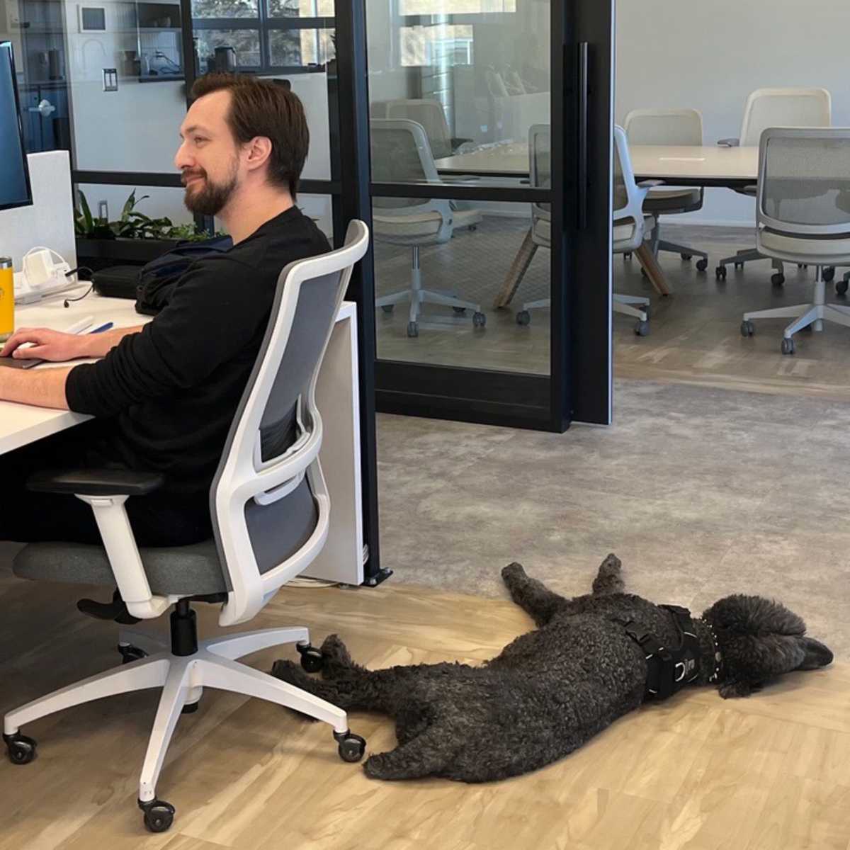 A person working at a desk in an office while a large black curly-haired dog lies sprawled on the floor beside them.